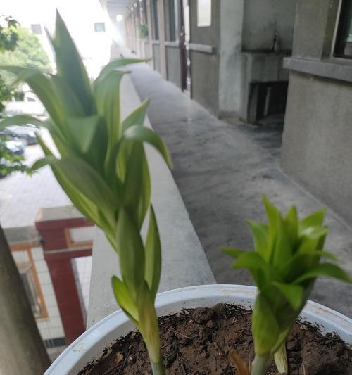 如何为百合施肥（选择合适的肥料关乎花卉健康成长）