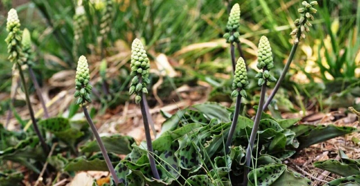 百合不仅是草本植物（揭开百合的多面性）