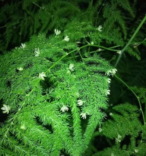 百合是单子叶植物吗？——探究百合属植物的分类