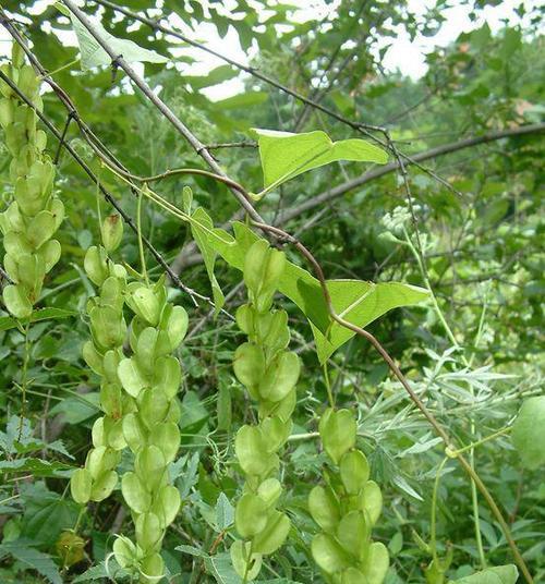 百合是单子叶植物吗？——探究百合属植物的分类