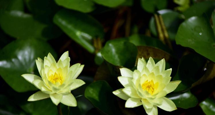睡莲的花语（探寻睡莲四字花语的意义与传承）