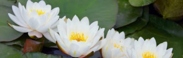 睡莲的花语（探寻睡莲四字花语的意义与传承）