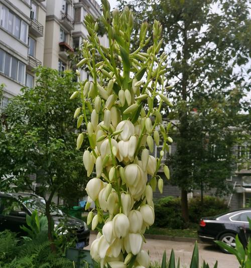 丝兰花语与寓意（以花言巧语传递情感与心意的艺术）