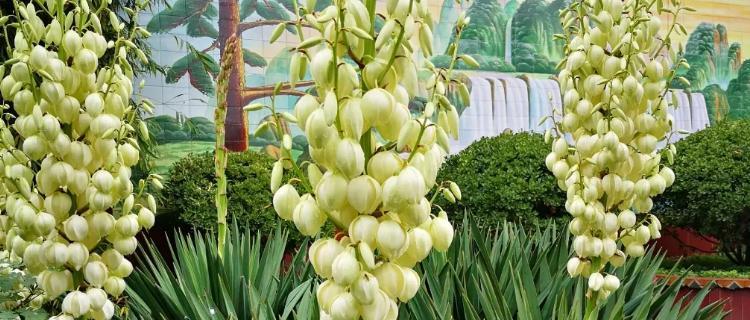 丝兰花语——诠释美好与祝福的语言（探寻丝兰花语的深刻内涵和传递的意义）