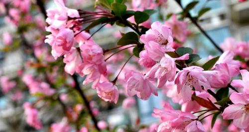 四季海棠花花语（四季海棠花的美丽与寓意）