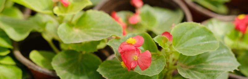 四季海棠花花语（四季海棠花的美丽与寓意）