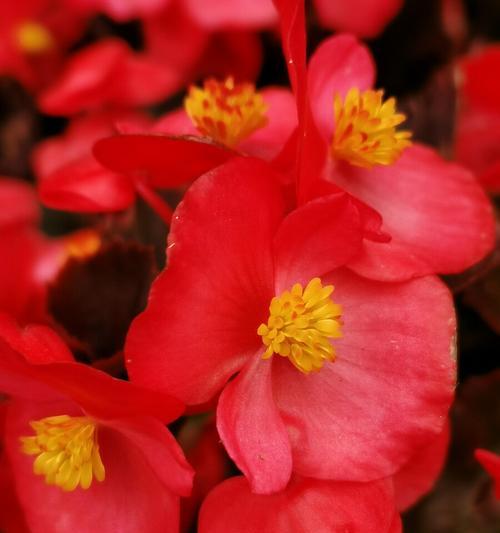 四季海棠花语（生命力永恒的希望）