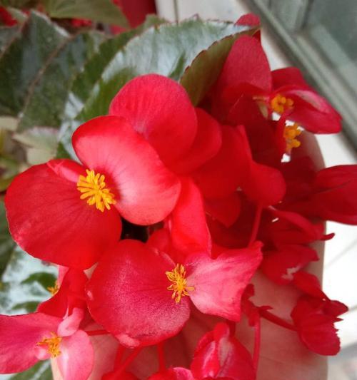 四季海棠花语（四季海棠花语的美丽与哲理）