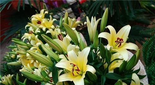百合是否为双子叶植物？——探究百合植物的分类