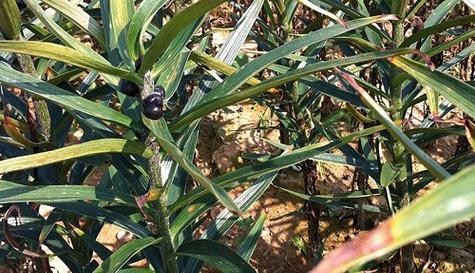 百合是否为双子叶植物？——探究百合植物的分类