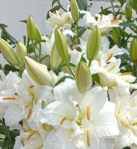 探讨百合的最佳种植月份（百合花的生长习惯和不同季节的适应性）
