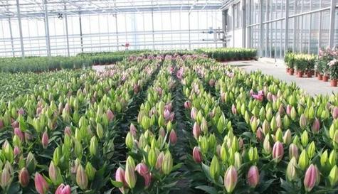 探讨百合的最佳种植月份（百合花的生长习惯和不同季节的适应性）
