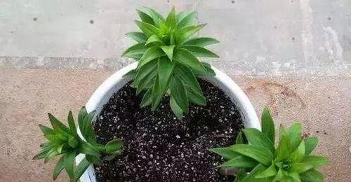 如何选择适合百合种植的地方（种植百合需要考虑哪些因素）