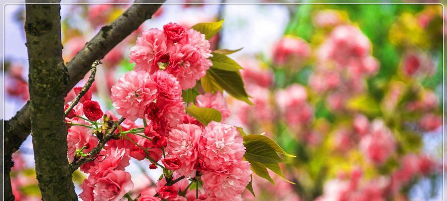 桃花盛开，春满人间（绚丽多彩的桃花世界）