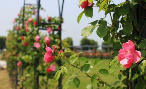 藤本月季花语（唤醒心灵的柔美与激情）