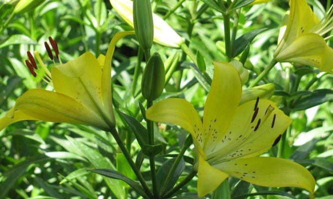 百合花的香气（百合花的芳香魅力及其益处）