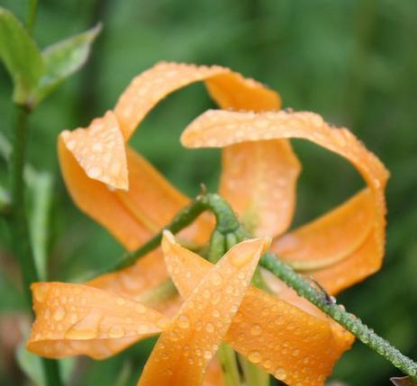 百合花的香气（百合花的芳香魅力及其益处）