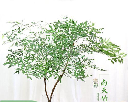 天竺水培的寓意（探索天竺水培的奇妙之旅）