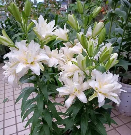 四季百合的花期及开花次数（揭秘四季百合的生长规律）