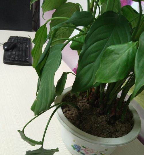 万年青花语（传递生命力的绿色之花-以万年青的花语为主题）