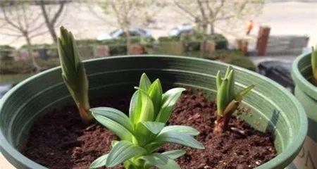 百合的种植方法与注意事项（让百合在你家园中开出绚烂之花）