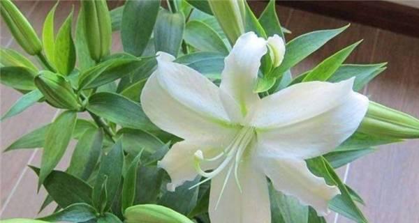 北方种植百合的方法与注意事项（北方种植百合的关键在于调整土壤和环境）