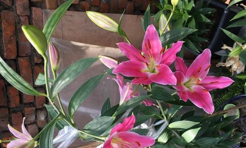 北方种植百合的方法与注意事项（北方种植百合的关键在于调整土壤和环境）