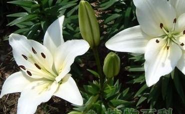 百合花的保存方法详解（如何让鲜花绽放更久）