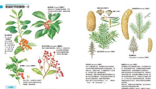 百合怎么分株（轻松掌握百合分株技巧）