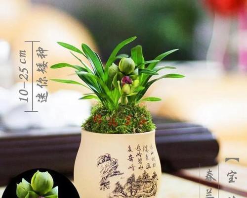 文兰花——生命之美（傲然绽放的高贵与坚强）