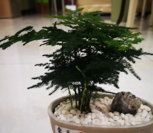 以文竹的盆栽与幸福生活（寓意满溢的绿色生机）