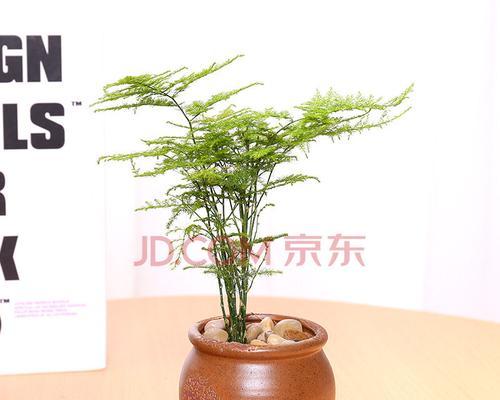以文竹的盆栽与幸福生活（寓意满溢的绿色生机）