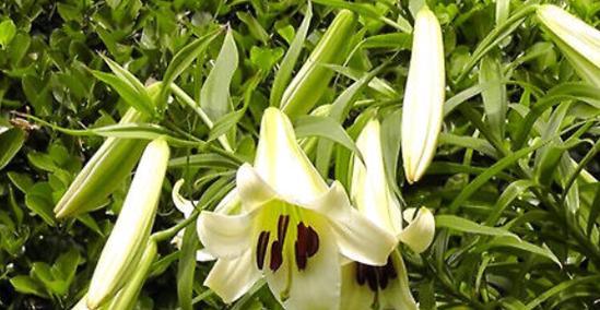 百合植物的形态特征（探秘百合花的外形与结构）