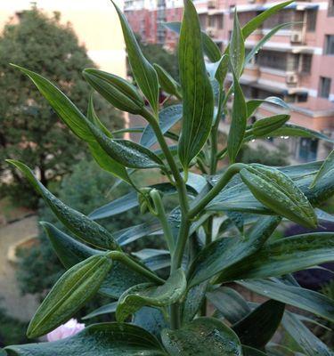 百合种植多深合适（如何选择合适的种植深度）