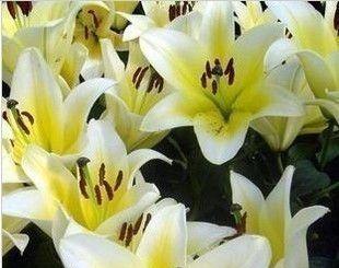 百合种植多深合适（如何选择合适的种植深度）