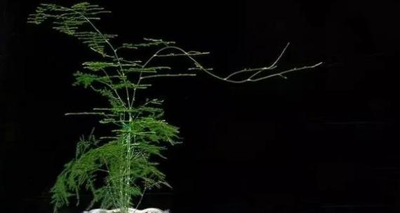 文竹的寓意与象征——风水解读（发掘文竹的五大象征意义）