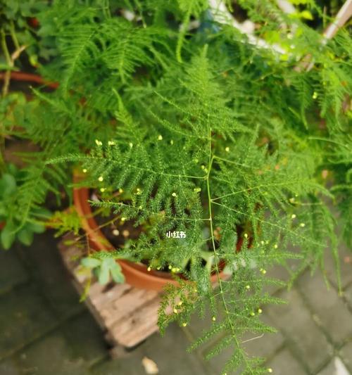 文竹花的寓意与象征意义（一株寄予希望与繁荣的文竹花——探寻其深层寓意）