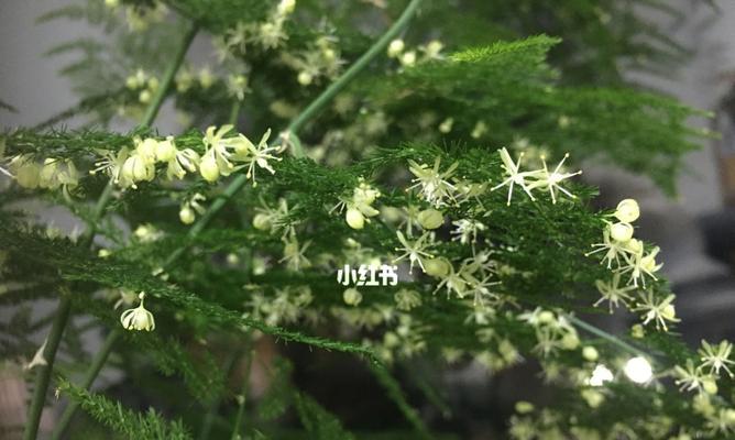文竹花的寓意与象征意义（一株寄予希望与繁荣的文竹花——探寻其深层寓意）