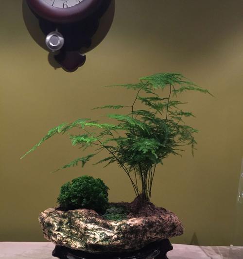 文竹花的寓意与象征意义（一株寄予希望与繁荣的文竹花——探寻其深层寓意）