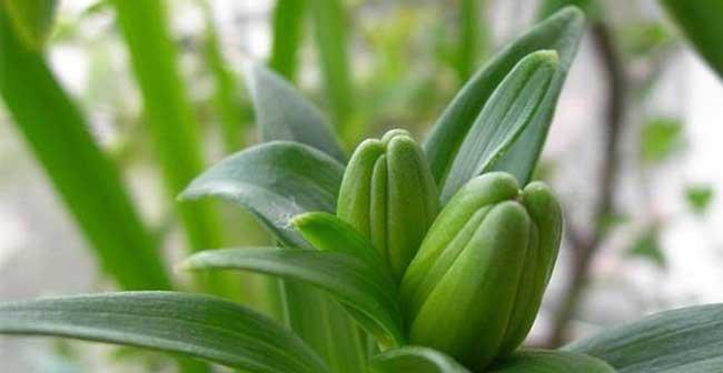 春天种植百合种球的最佳时机（为您详解百合种球的种植方法和技巧）