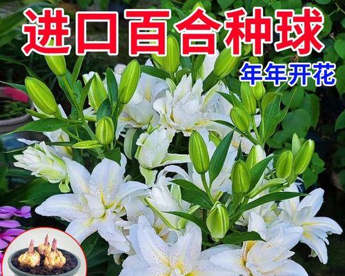 百合种球开花时间分析（揭秘百合开花期间的生长和条件关系）