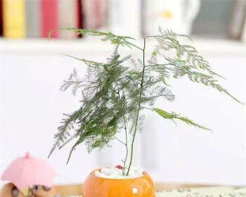 文竹花语——静心守望剑麻（神秘自在的寓意）