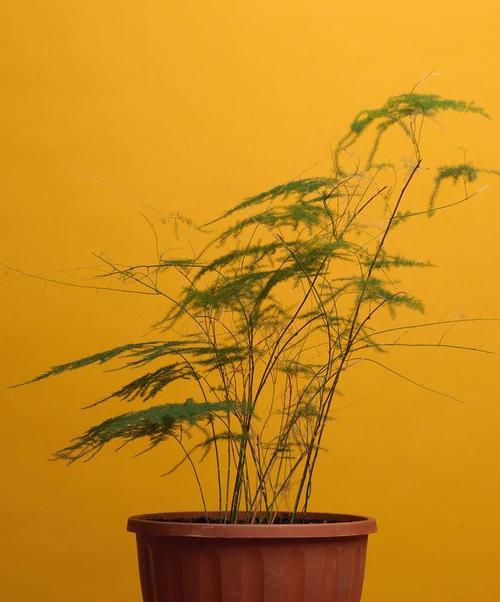文竹花语——静心守望剑麻（神秘自在的寓意）