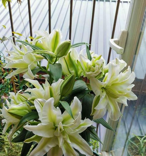 百合种球开花时间分析（揭秘百合开花期间的生长和条件关系）