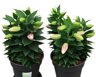 百合种球开花时间分析（揭秘百合开花期间的生长和条件关系）