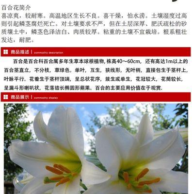 如何选择百合种球的合适盆（盆的大小对百合生长的影响与选择建议）