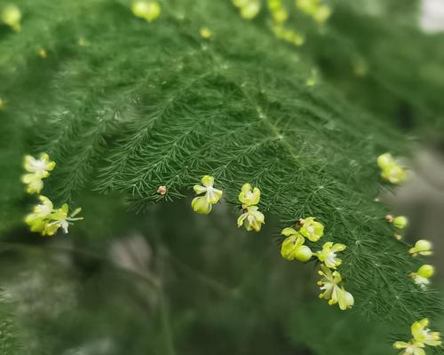 文竹开花寓意——美好与希望（以叶展花）