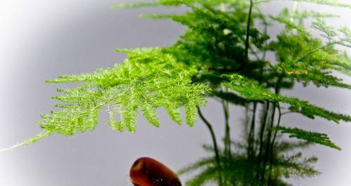 文竹的意义及其重要性（探索文竹的美丽与功能）