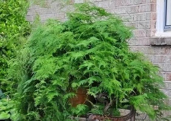 文竹的好寓意——生命和希望的象征（文竹——绿色生命的代表）