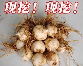 百合种子的营养与食用方法（百合种子的功效与食用注意事项）